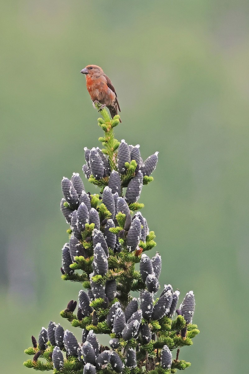 Cassia Crossbill - ML639640214
