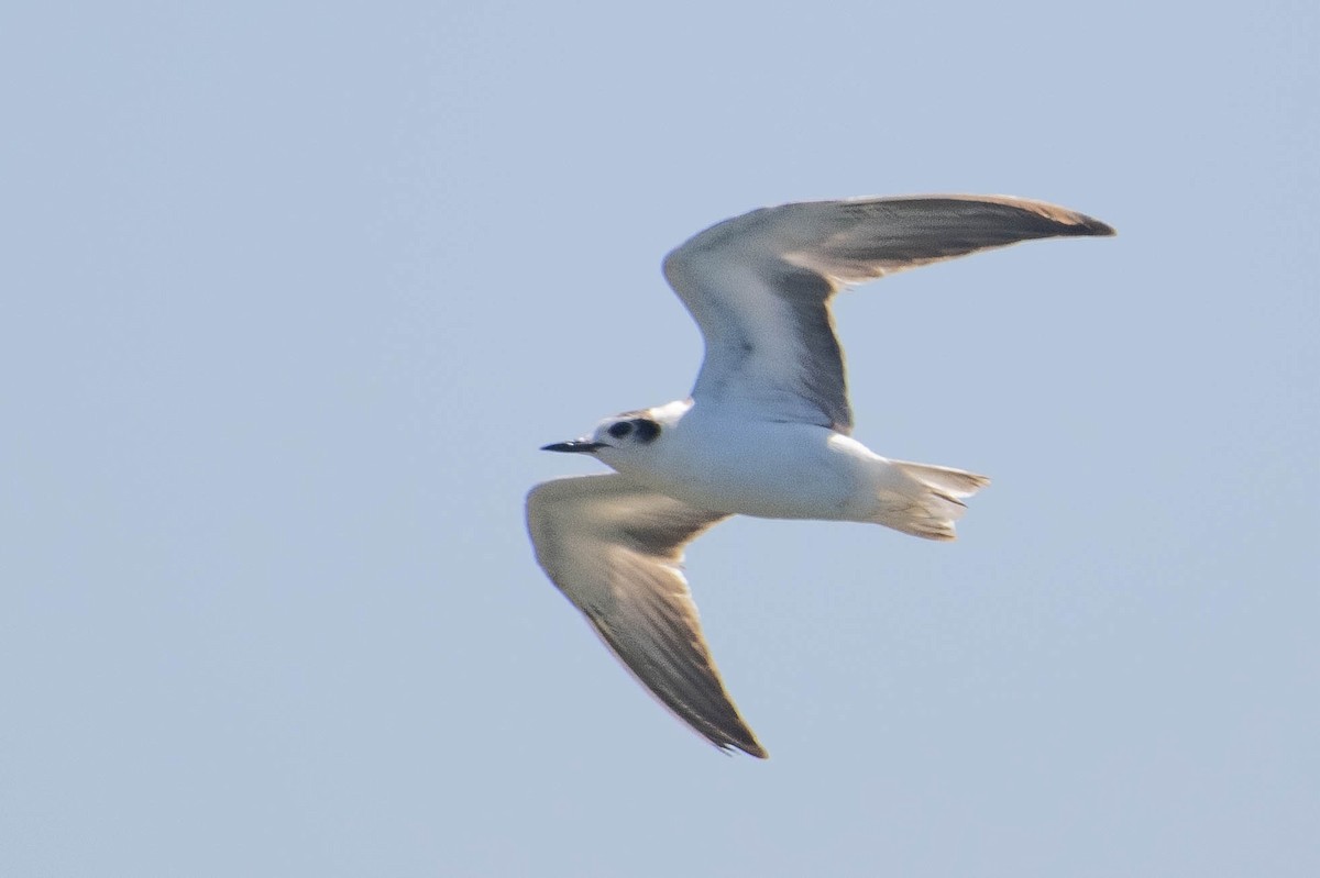 White-winged Tern - ML639640220
