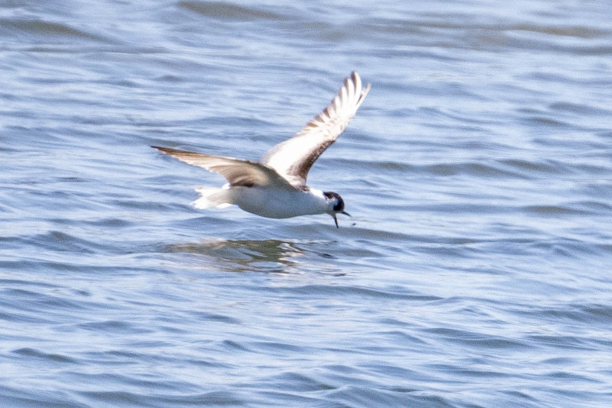 White-winged Tern - ML639640225