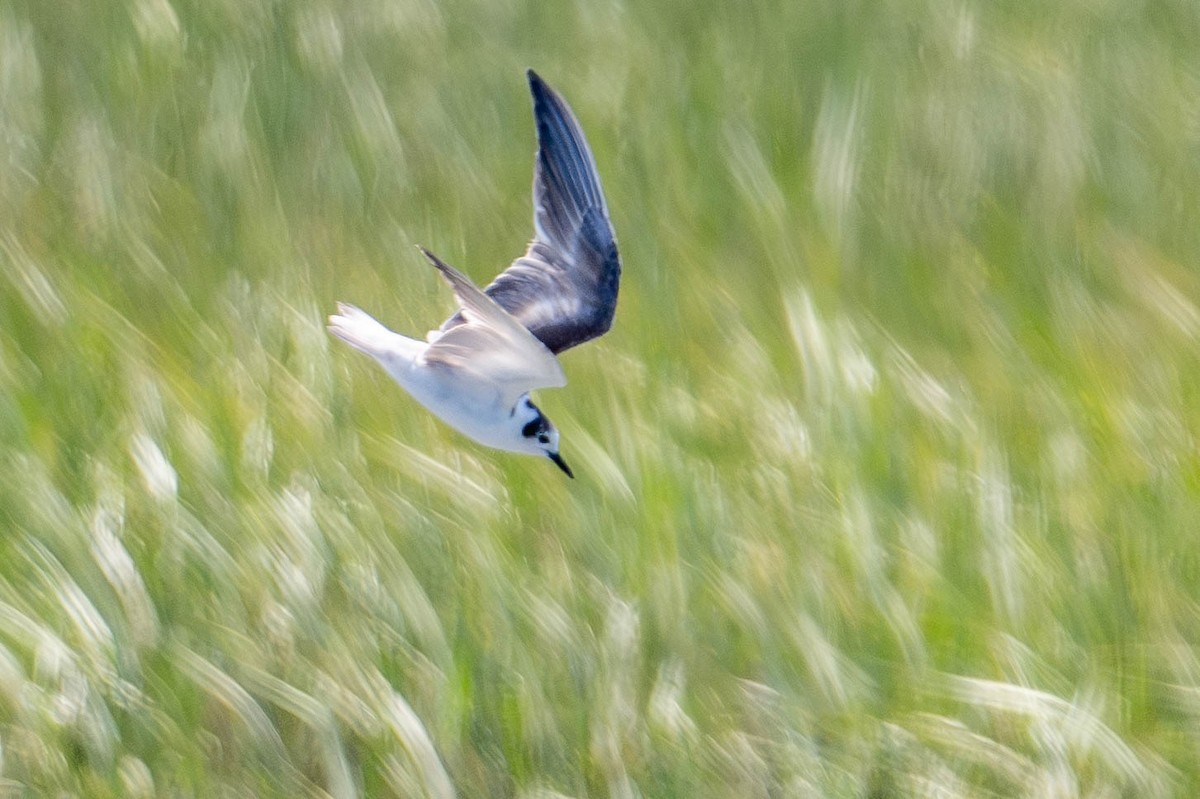 White-winged Tern - ML639640227