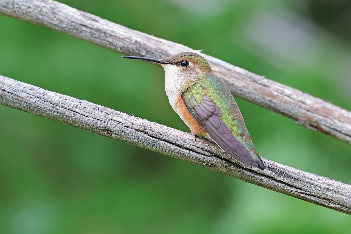 Rufous Hummingbird - ML639640228