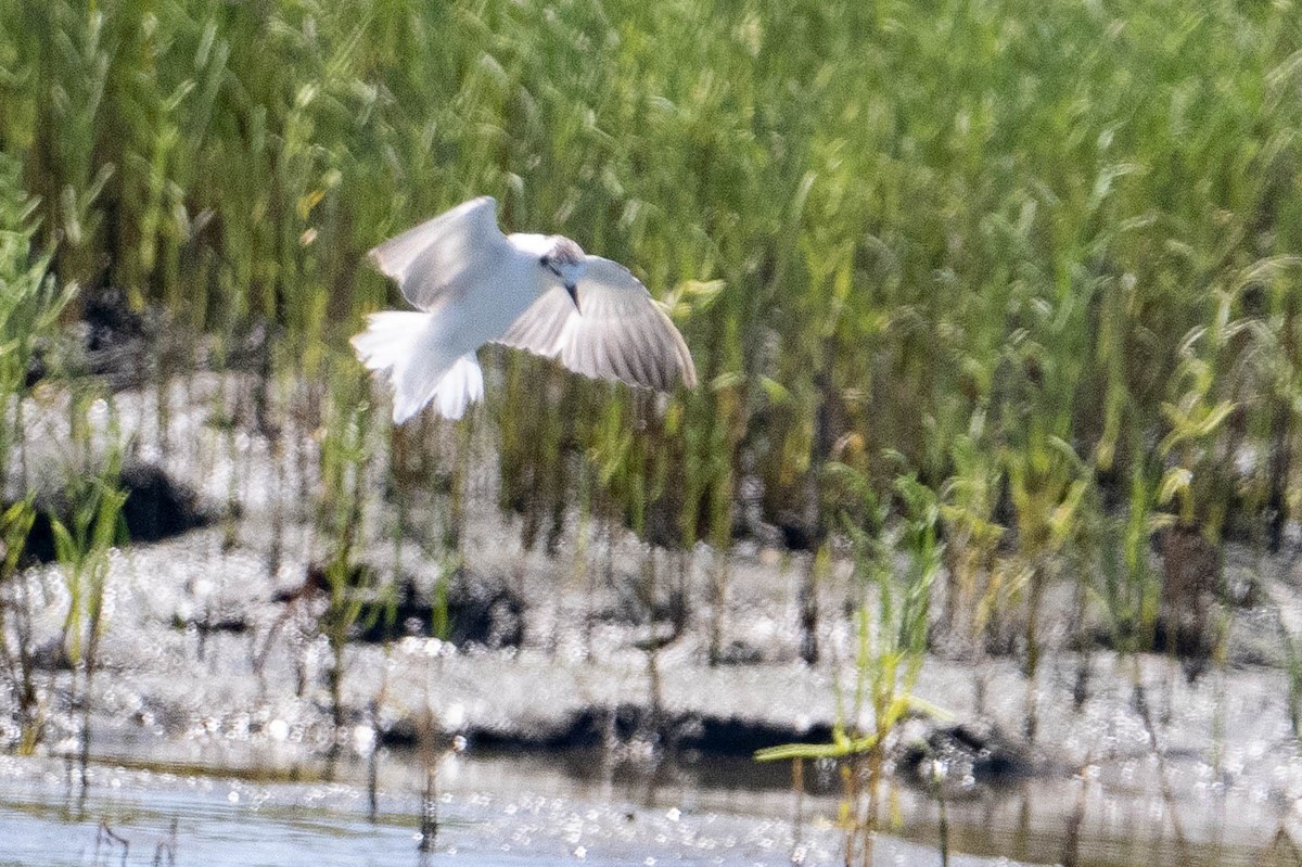 White-winged Tern - ML639640230