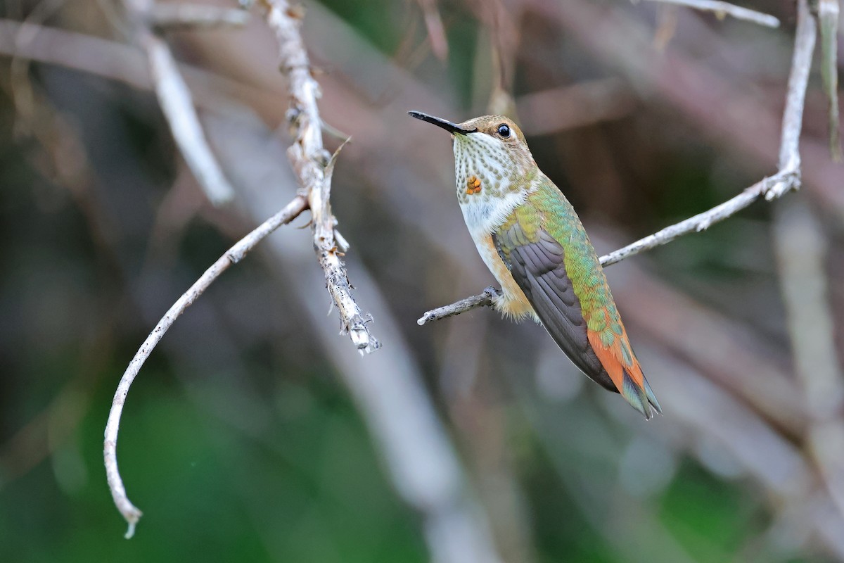 Rufous Hummingbird - ML639640238