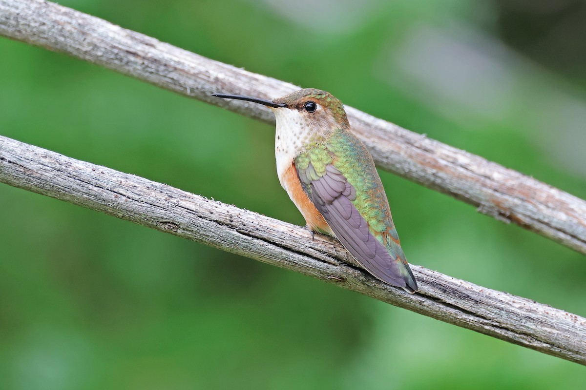 Rufous Hummingbird - ML639640245