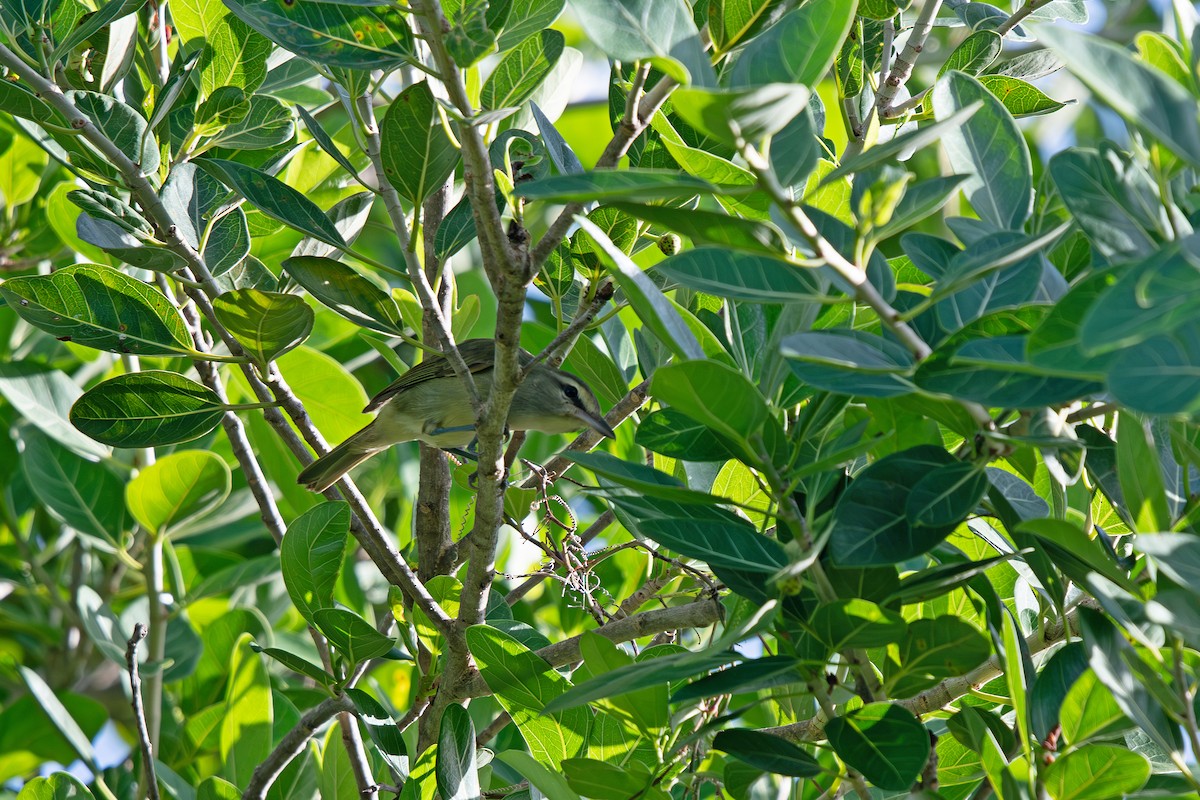 Yucatan Vireo - ML639640398
