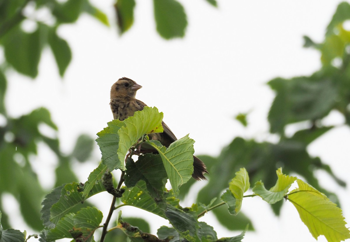 Bobolink - ML639640401