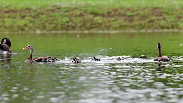 Black-bellied Whistling-Duck - ML639640415