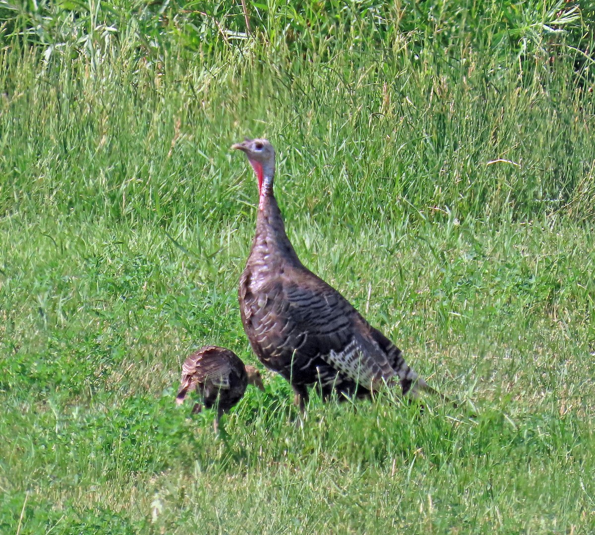 Wild Turkey - ML639640449