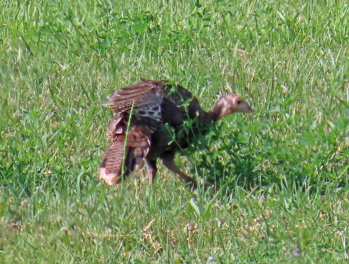 Wild Turkey - ML639640450