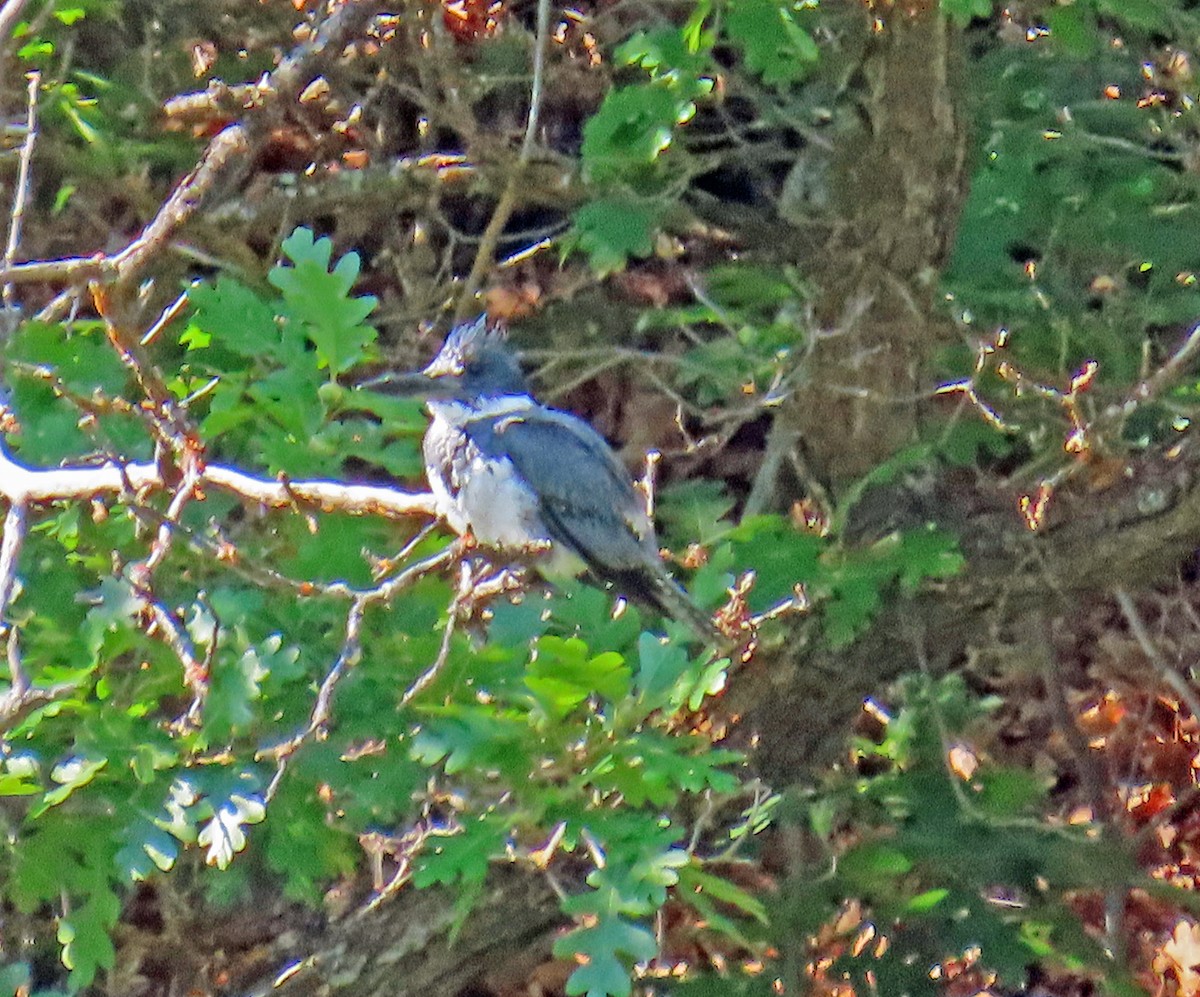 Belted Kingfisher - ML639640465