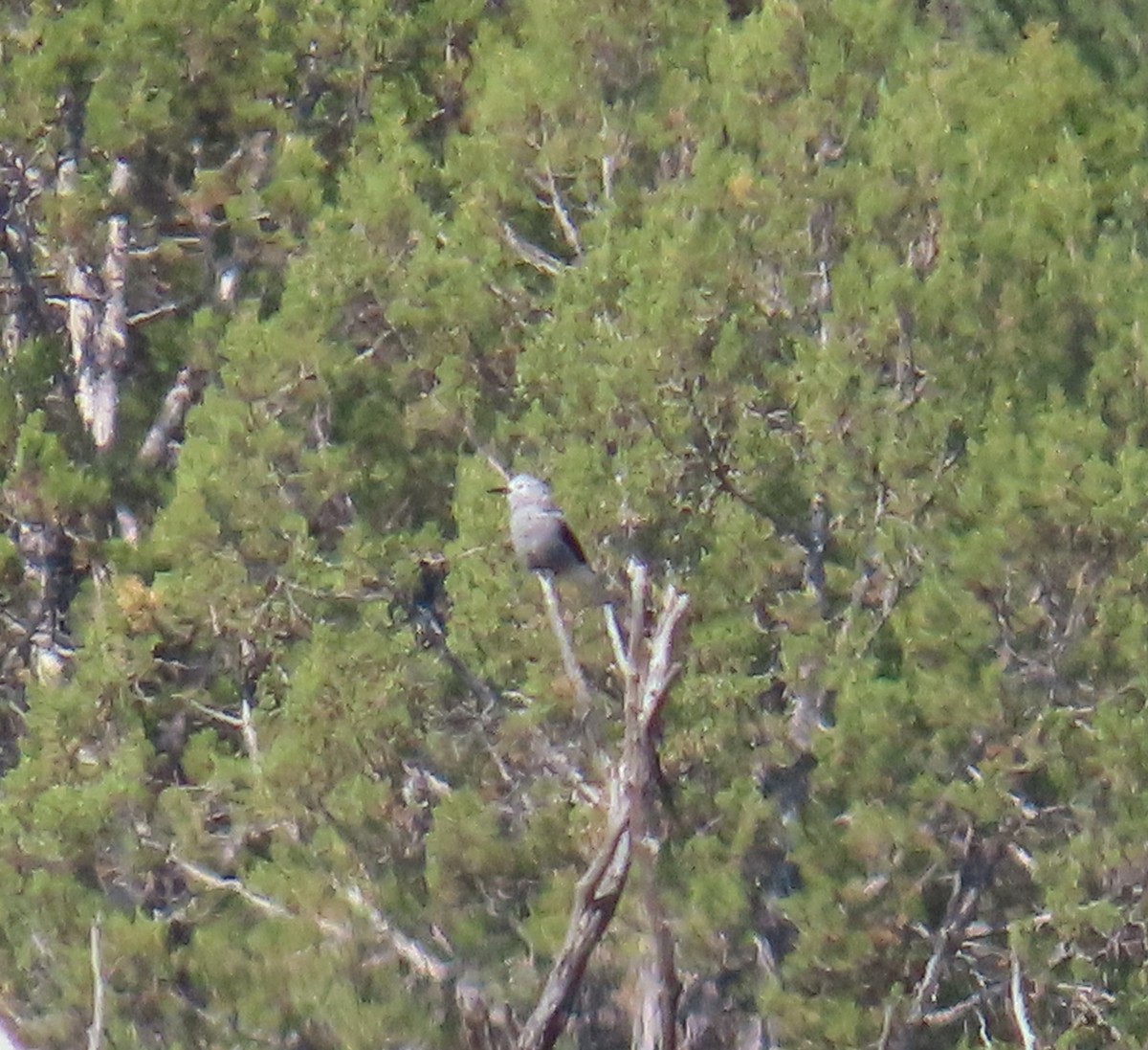 Clark's Nutcracker - ML639640471