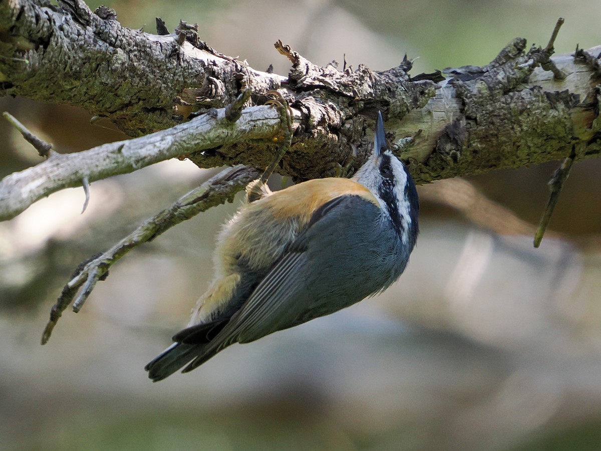 Red-breasted Nuthatch - ML639640472