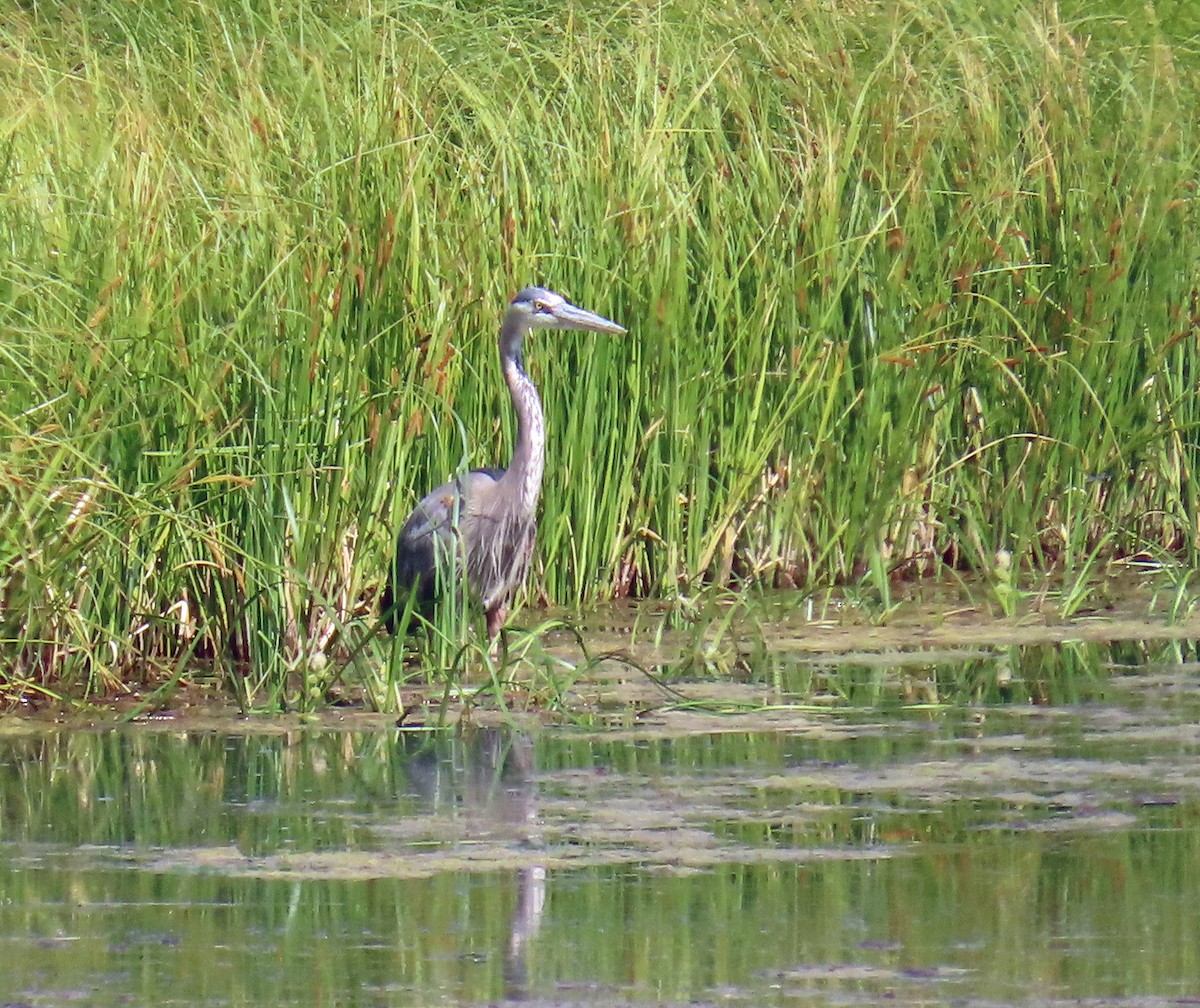Great Blue Heron - ML639640479