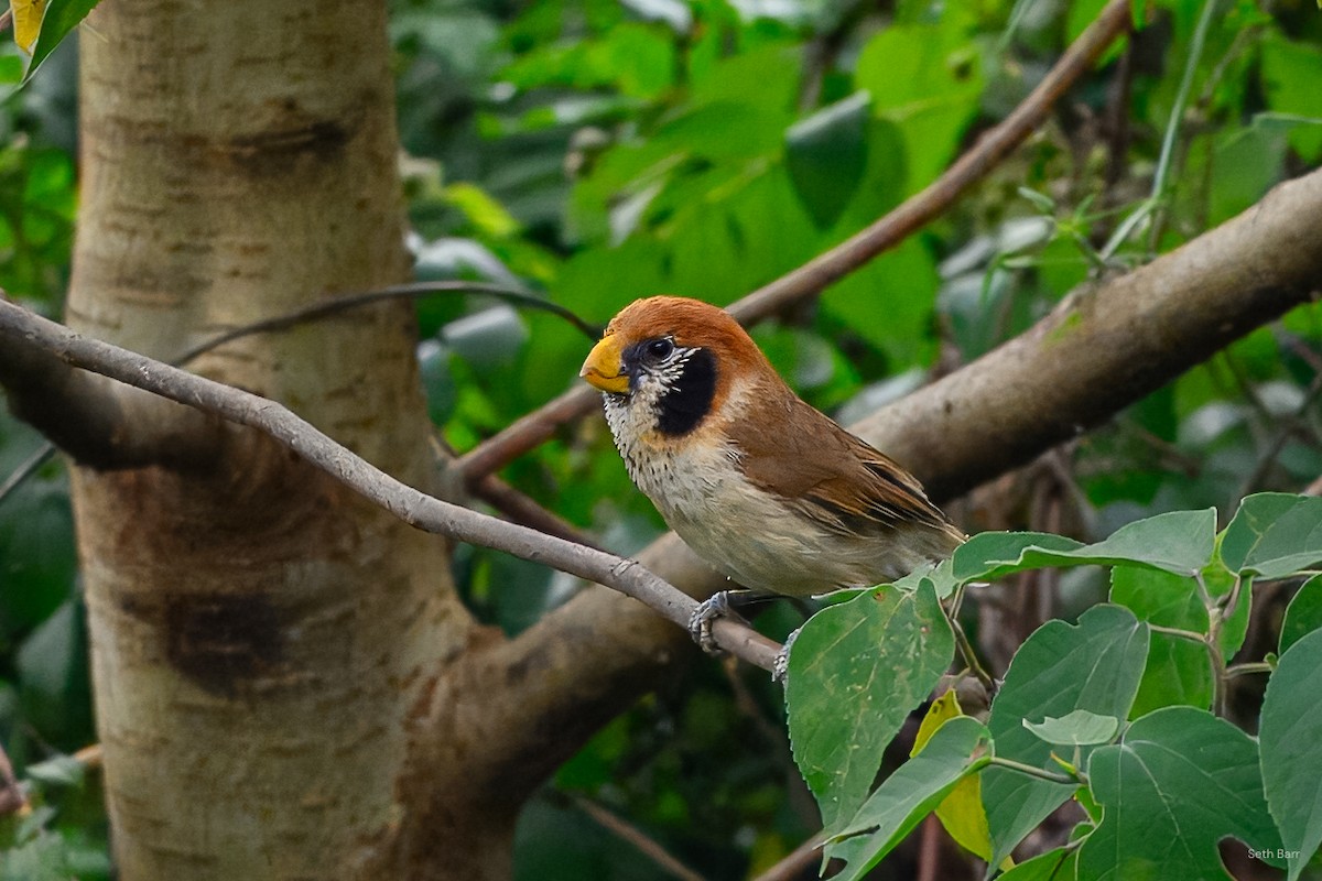 Spot-breasted Parrotbill - ML639640487