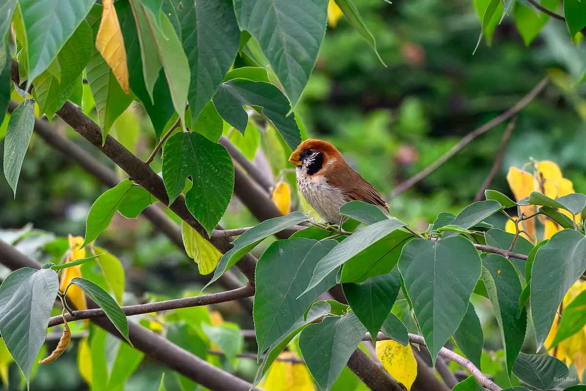 Spot-breasted Parrotbill - ML639640488