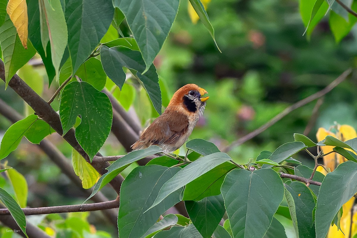 Spot-breasted Parrotbill - ML639640489