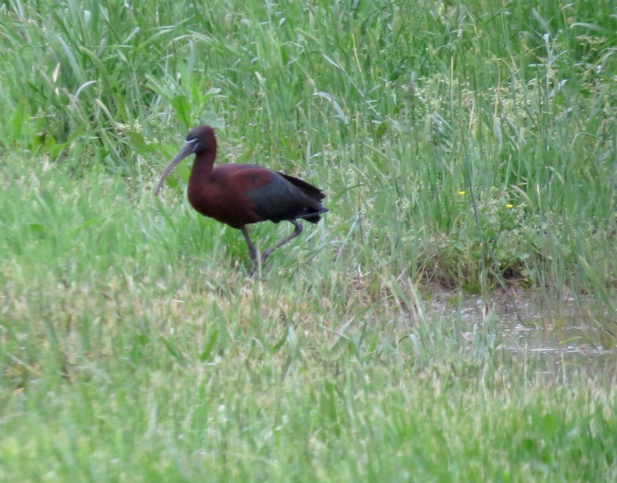 Glossy Ibis - ML639640490