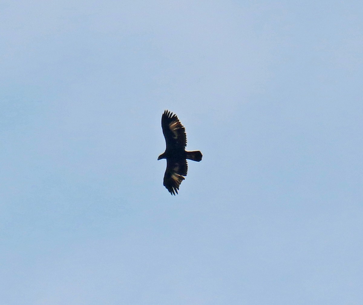 Golden Eagle - ML639640502
