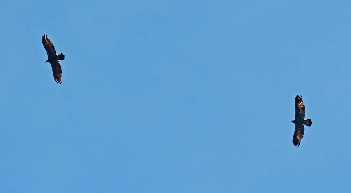 Golden Eagle - ML639640503