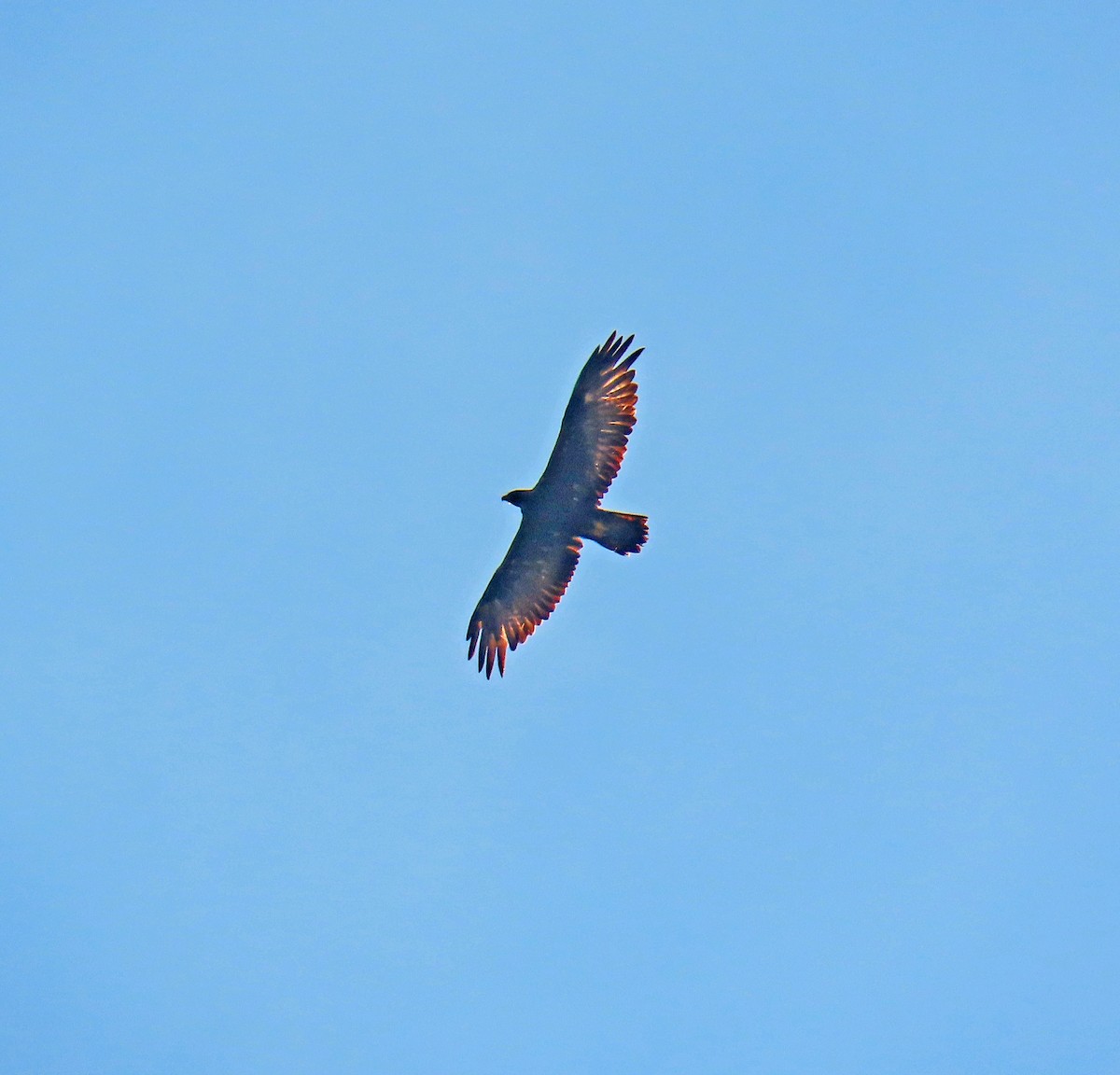 Golden Eagle - ML639640504