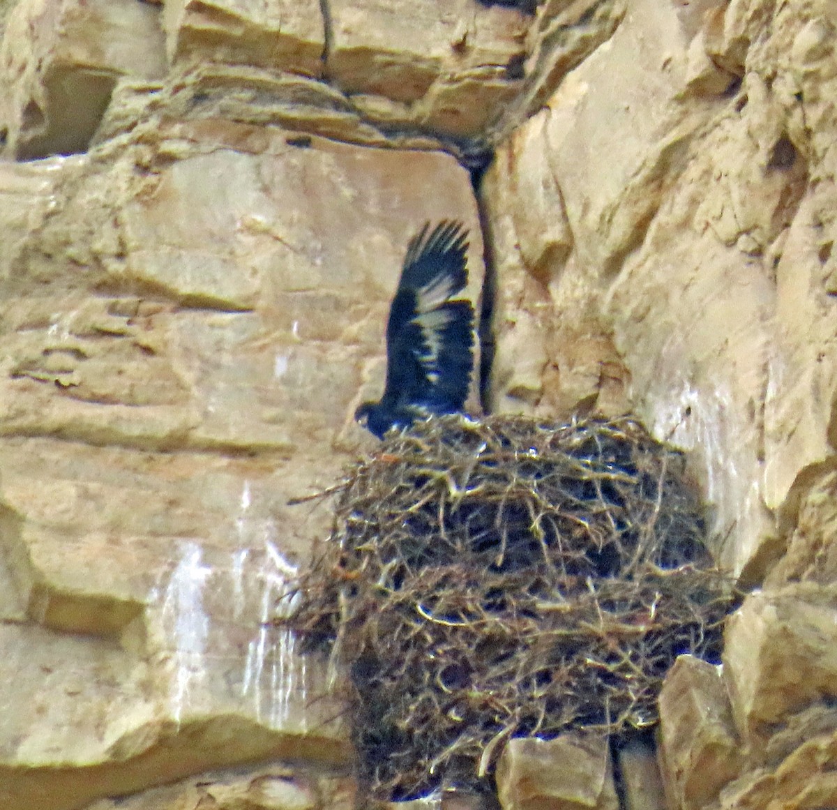 Golden Eagle - ML639640506