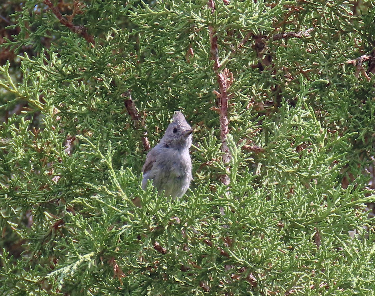 Juniper Titmouse - ML639640523