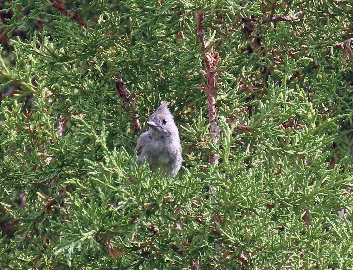 Juniper Titmouse - ML639640524