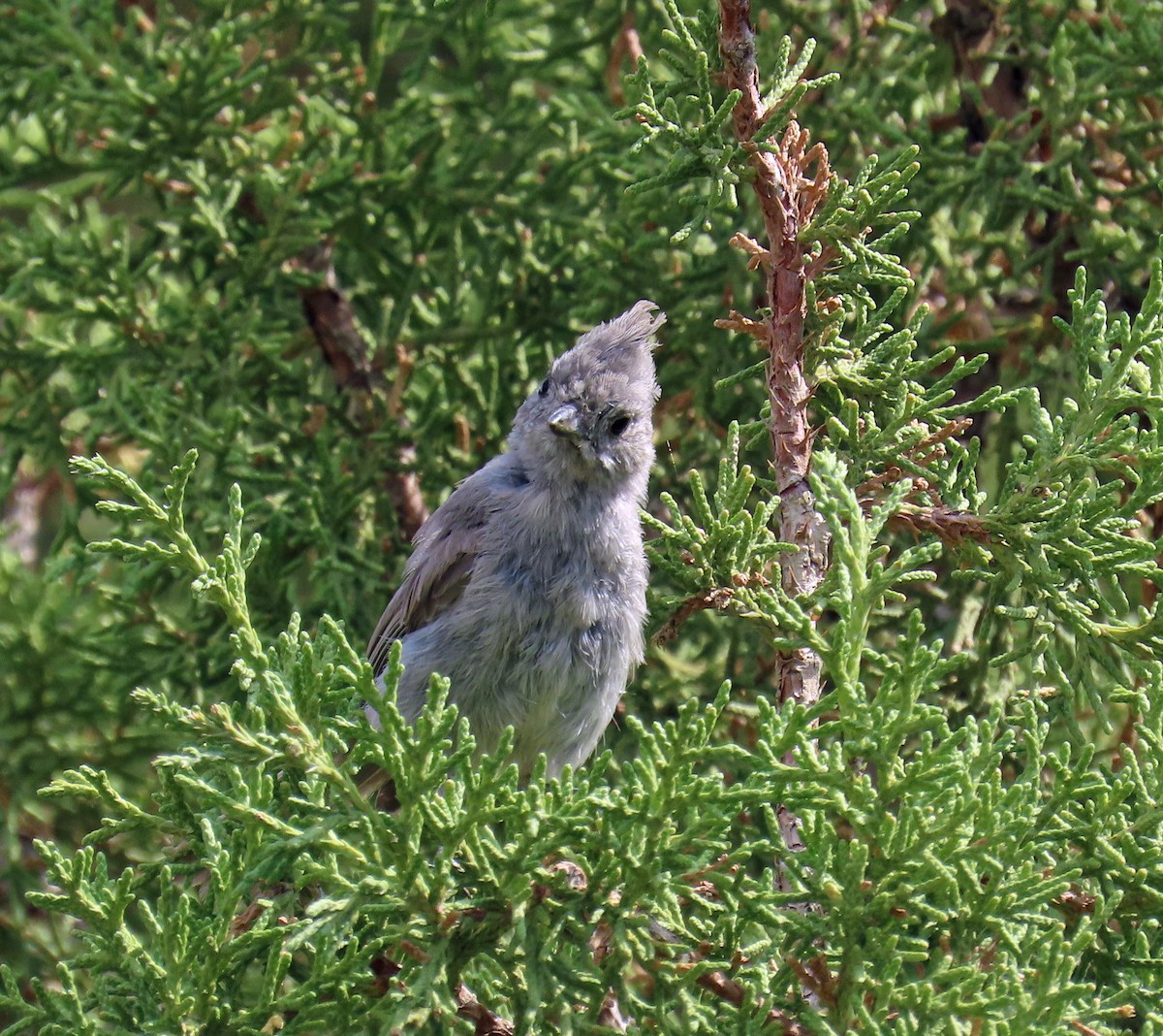 Juniper Titmouse - ML639640526