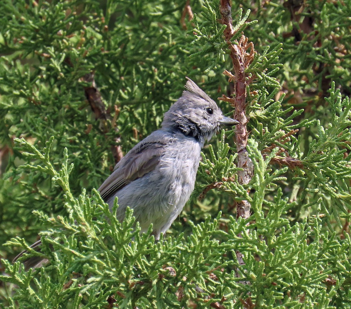 Juniper Titmouse - ML639640527