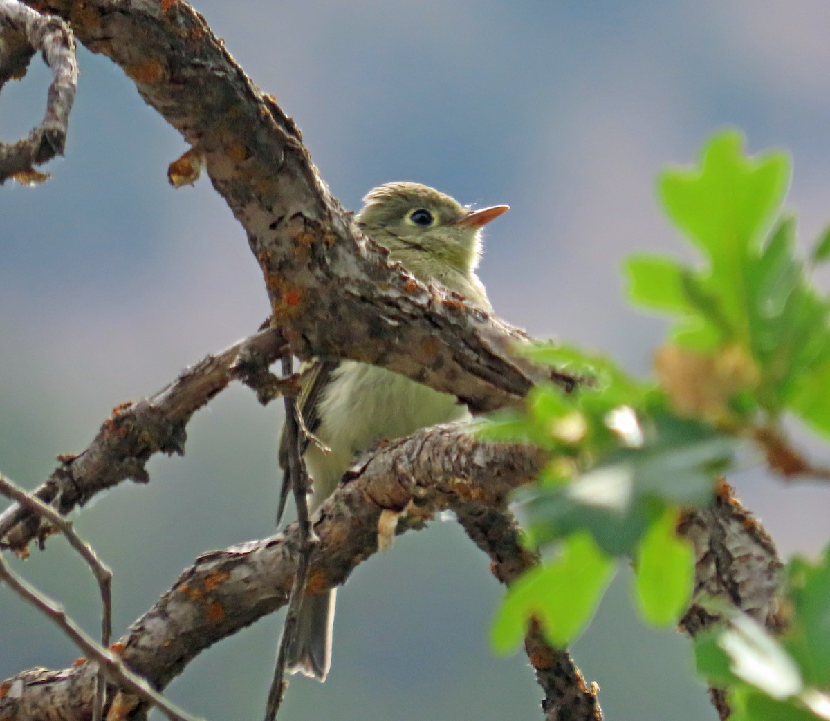 Western Flycatcher - ML639640536
