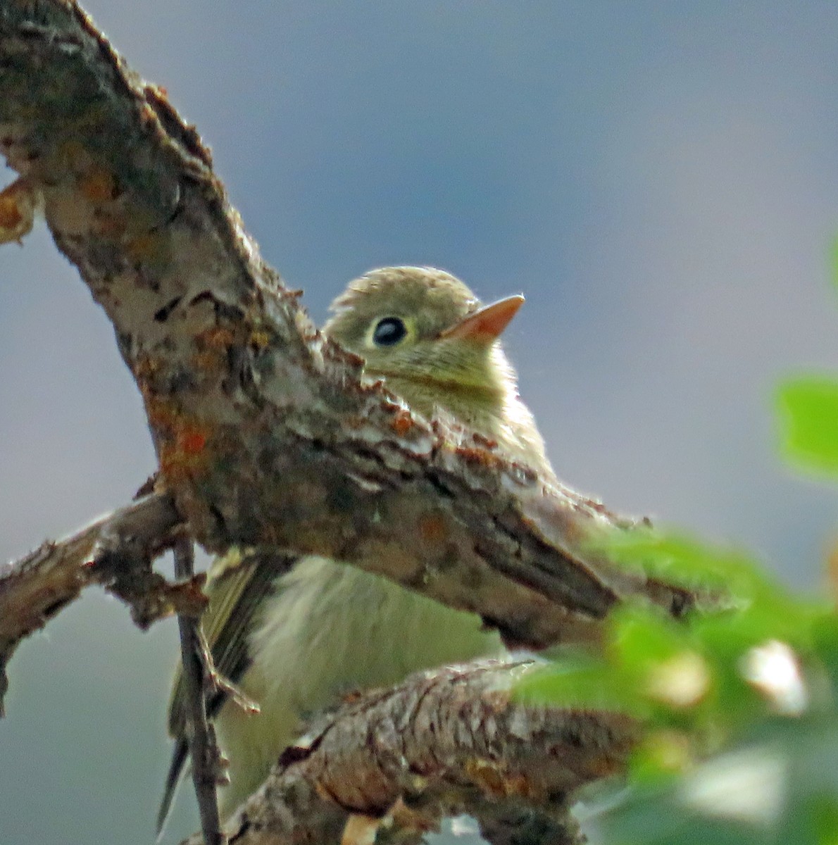 Western Flycatcher - ML639640537