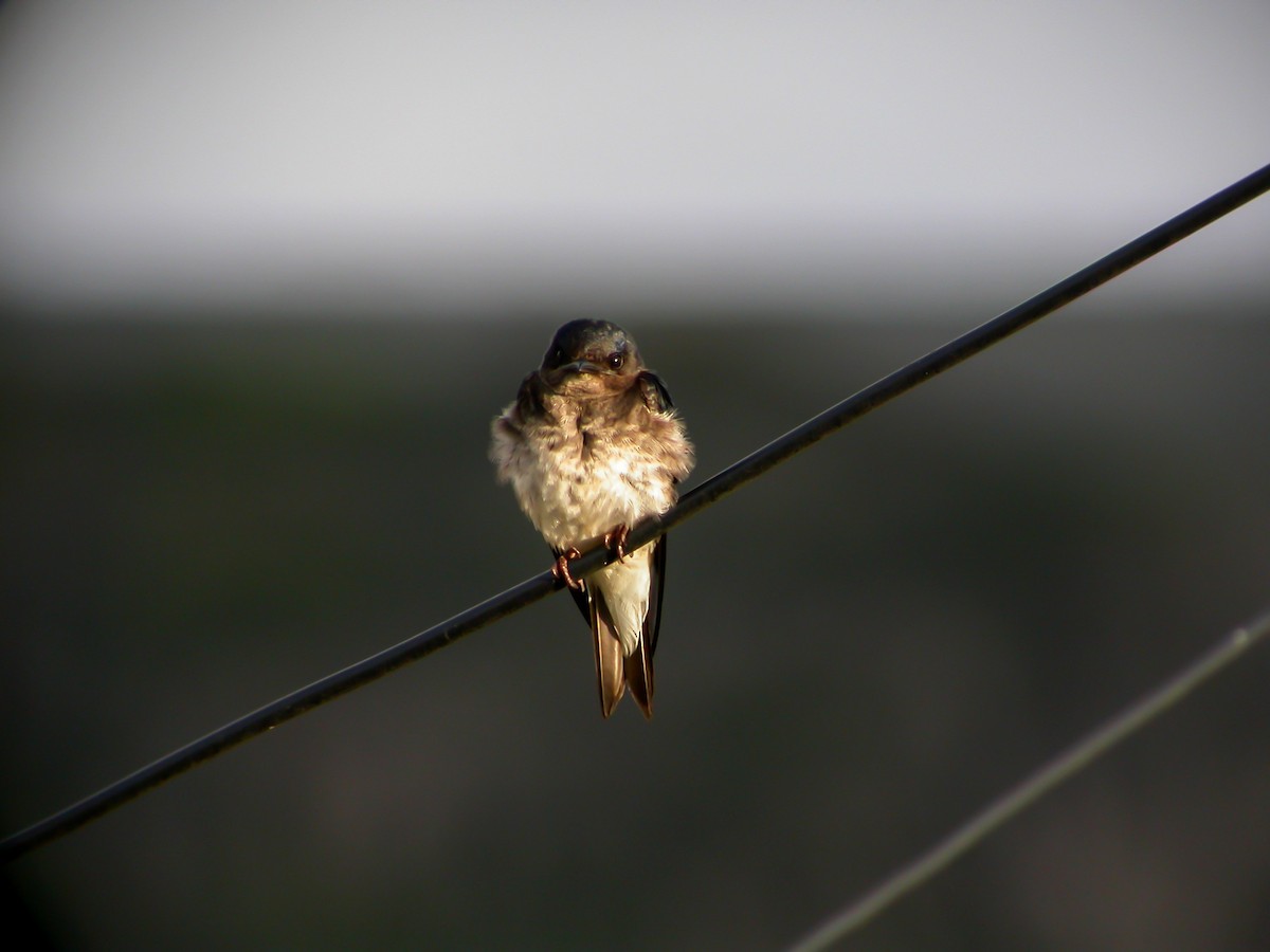 Gray-breasted Martin - ML639640565