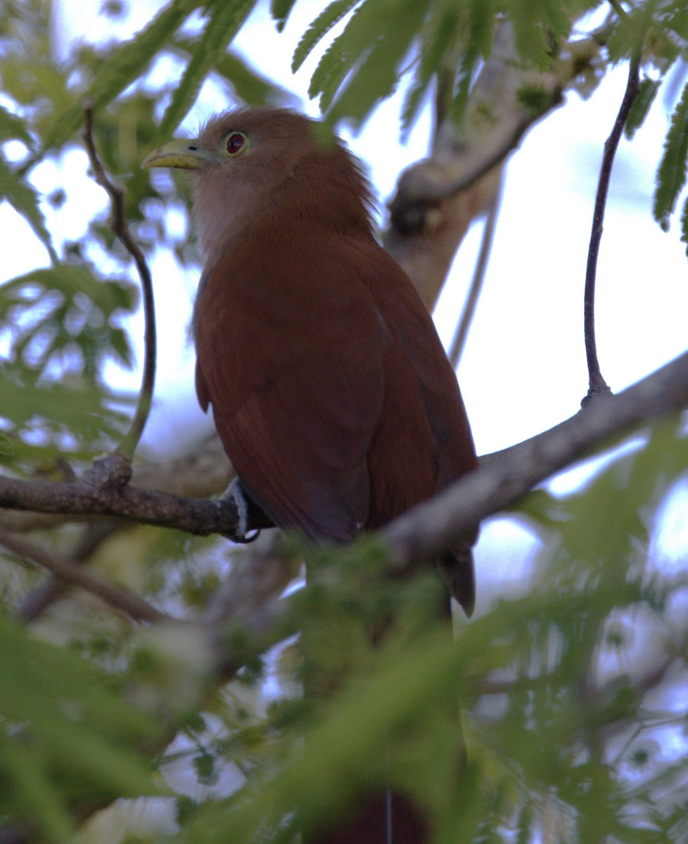 Common Squirrel-Cuckoo - ML639640571