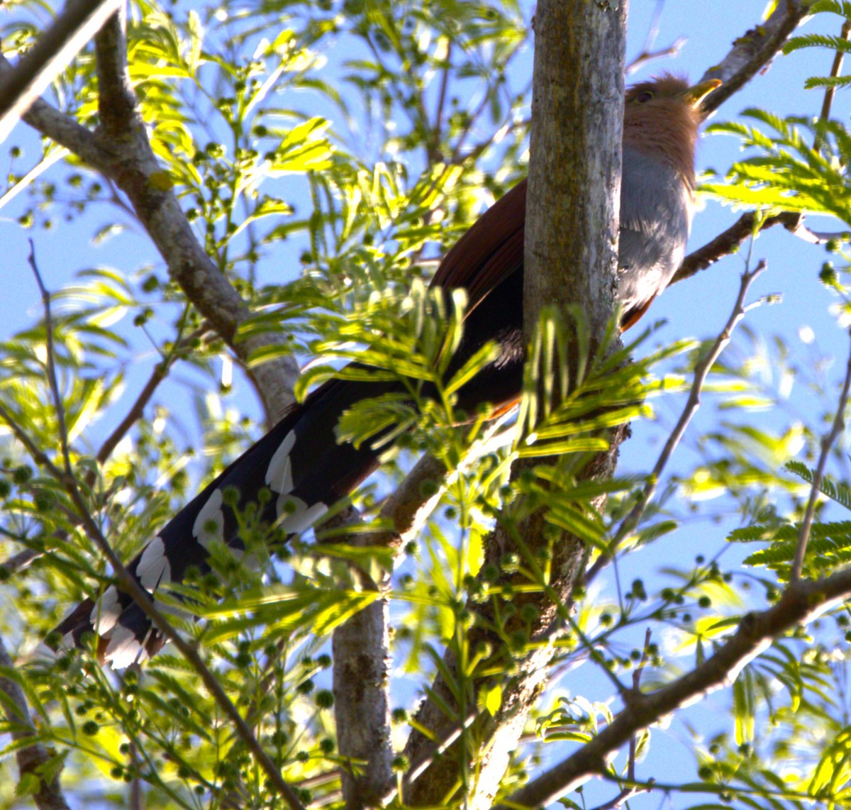 Common Squirrel-Cuckoo - ML639640618