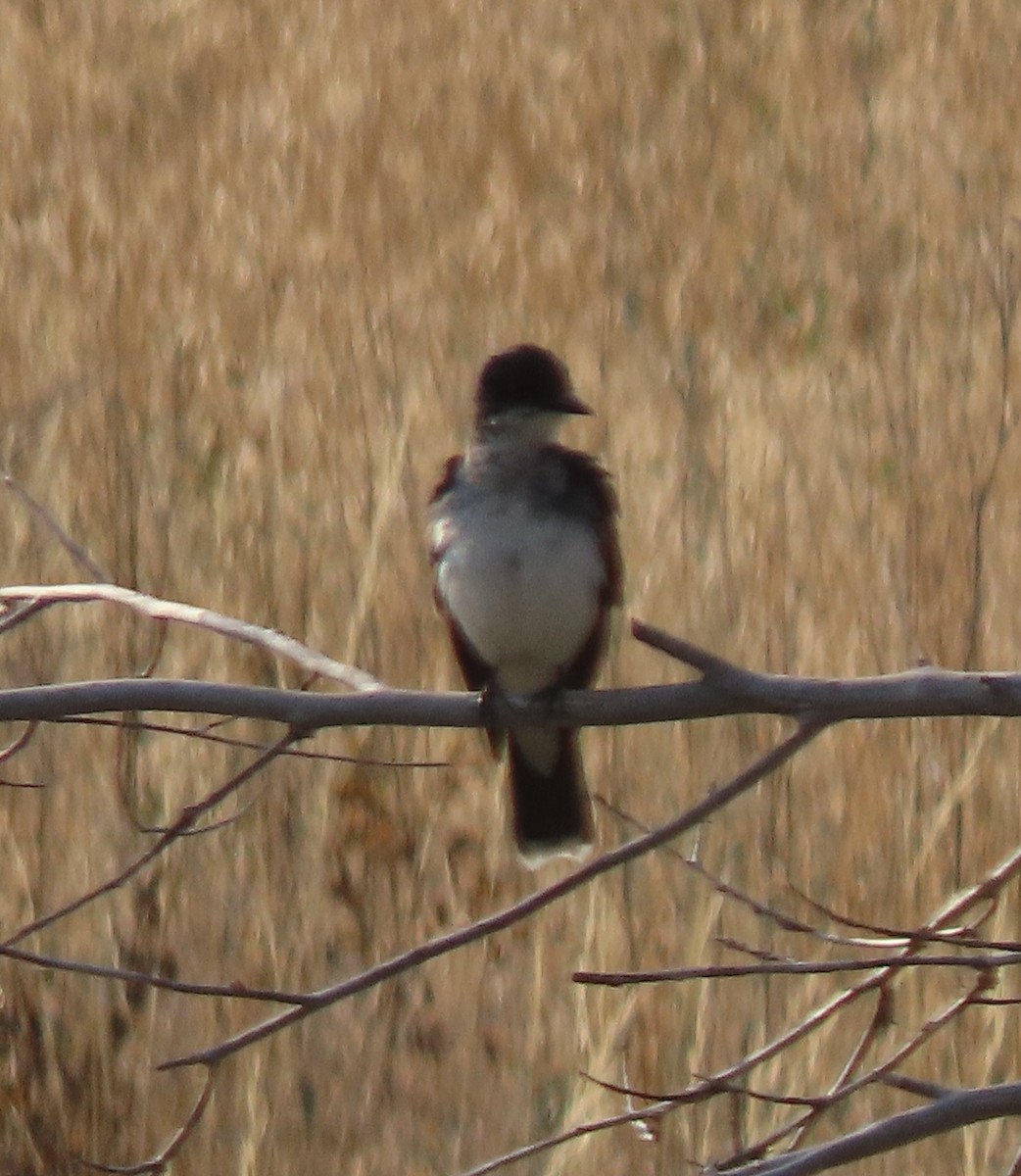 Eastern Kingbird - ML639640671
