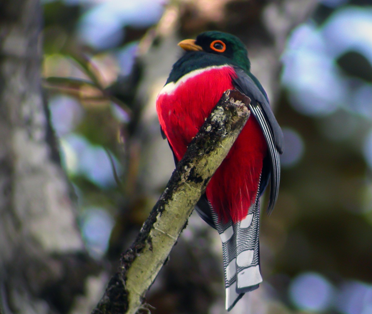 Masked Trogon - ML639640687