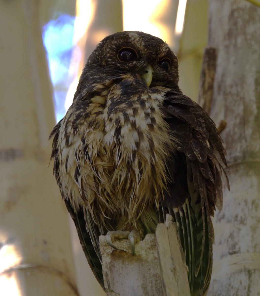 Mottled Owl - ML639640703