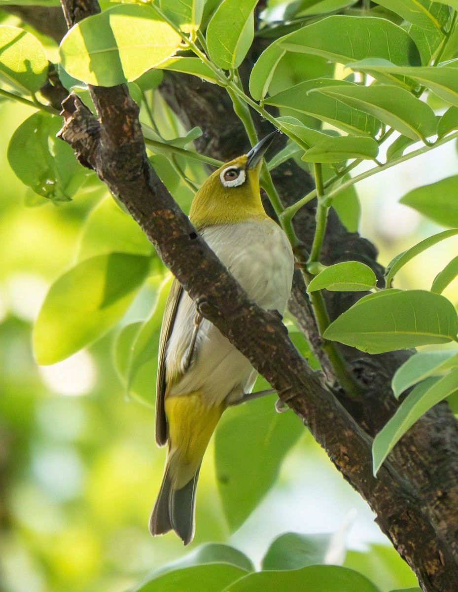 Swinhoe's White-eye - ML639640711