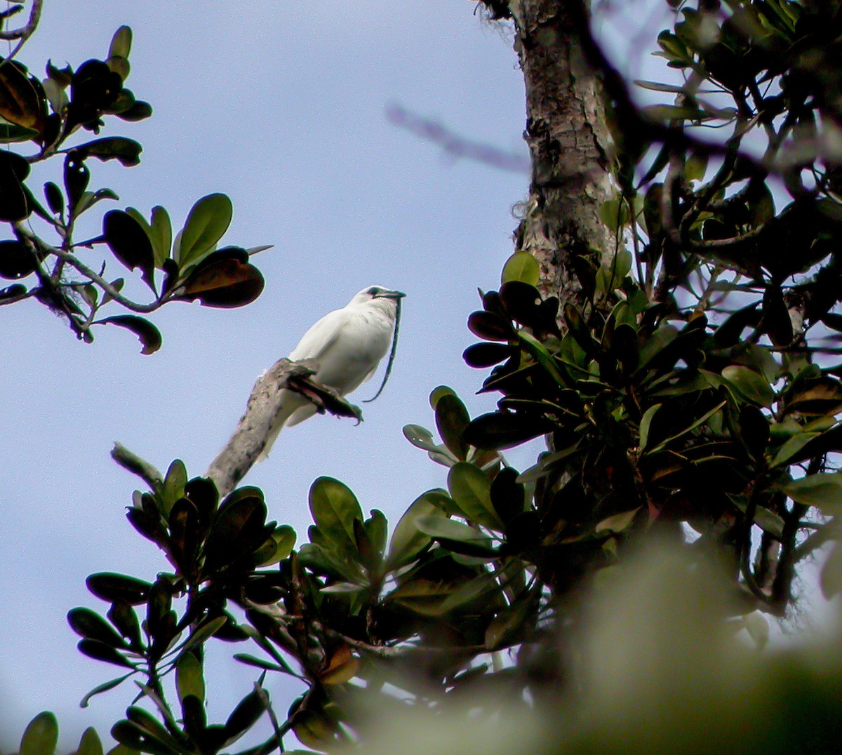 White Bellbird - ML639640727