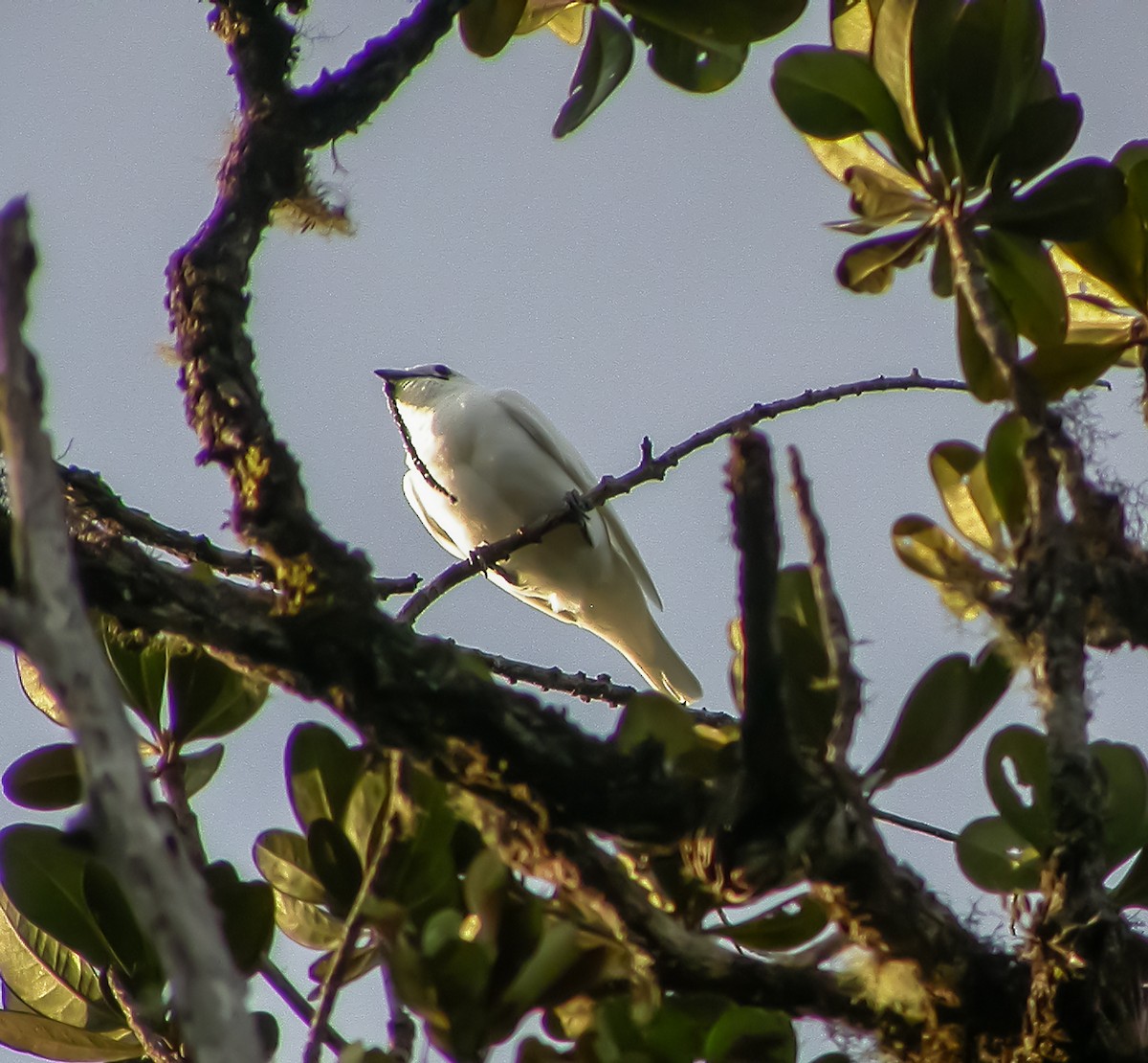 White Bellbird - ML639640729