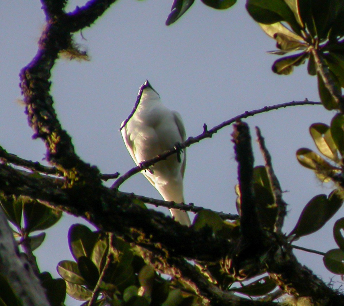 White Bellbird - ML639640730
