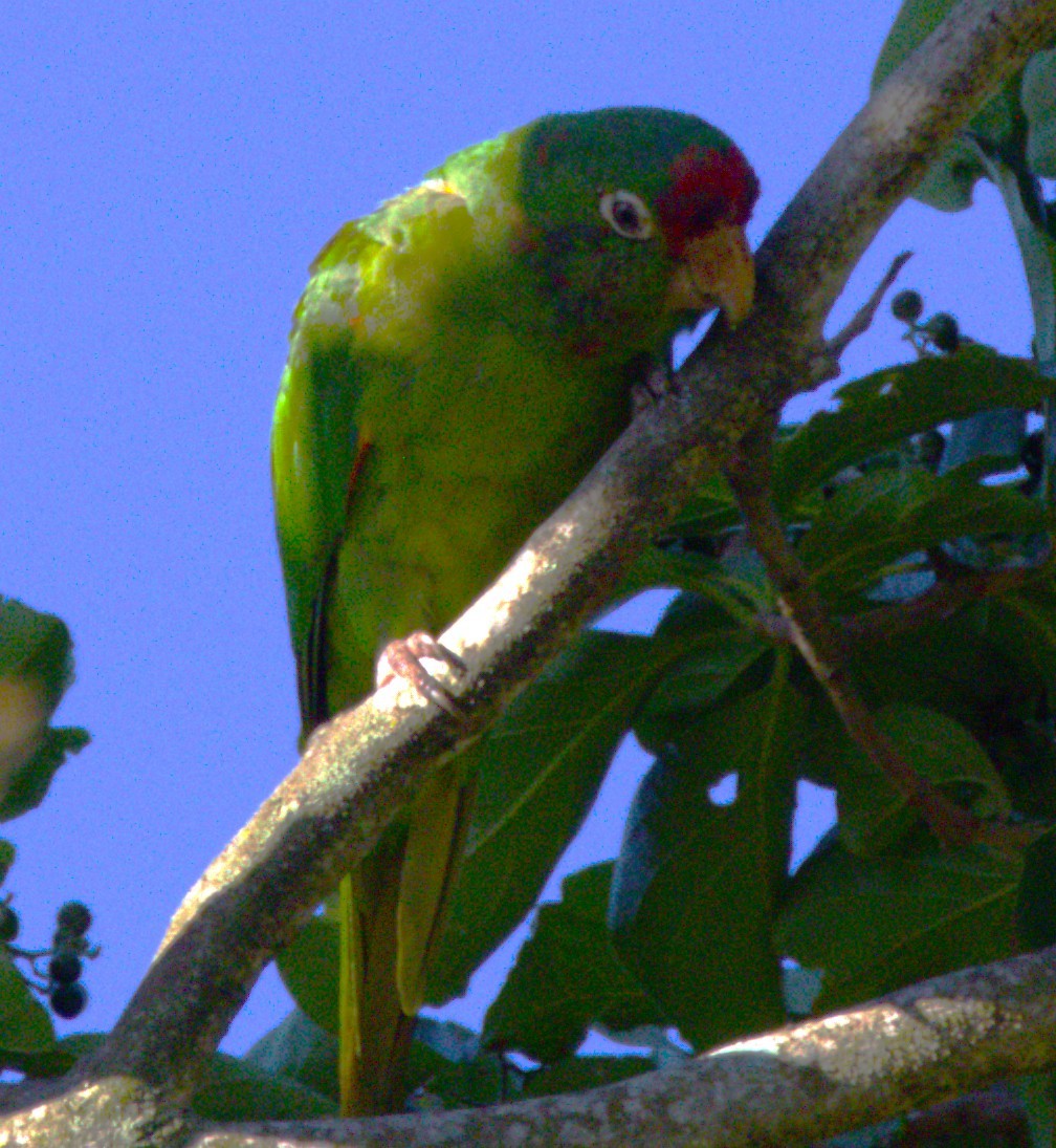 Crimson-fronted Parakeet - ML639640825
