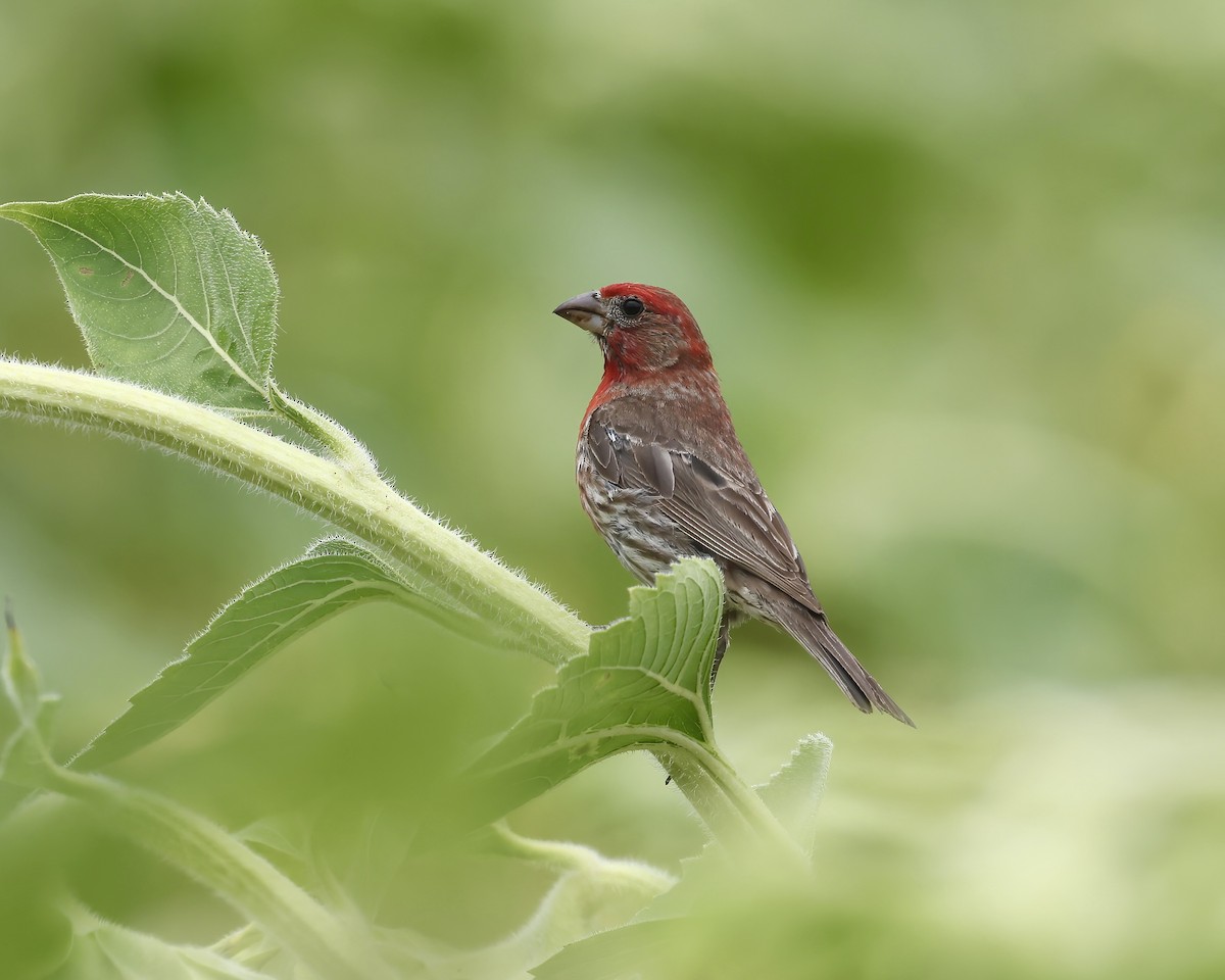 Ev Çütresi - ML639640836