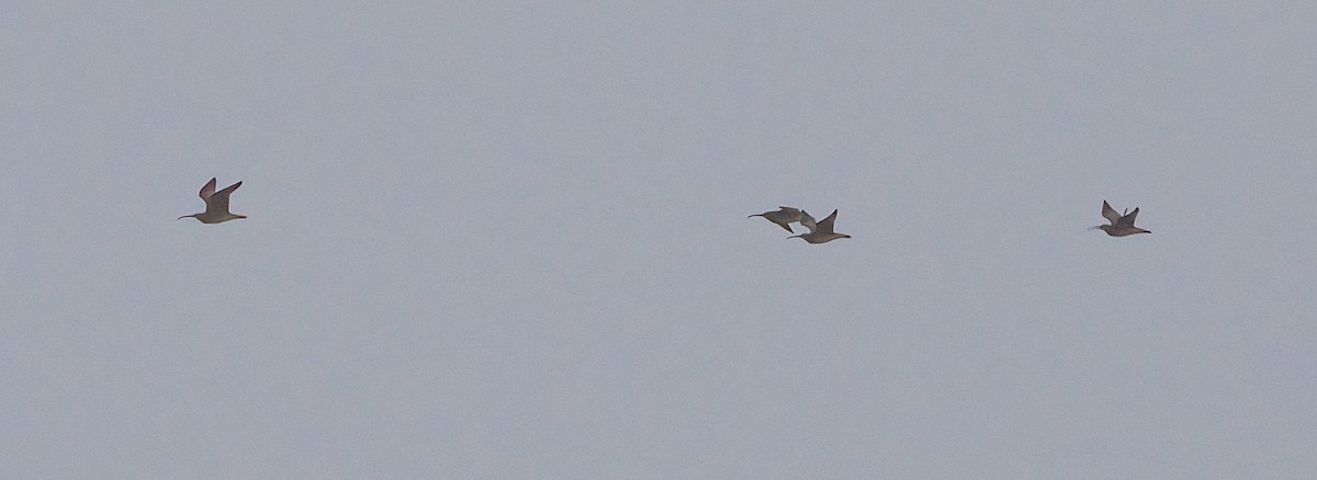 Whimbrel (Hudsonian) - ML639640847
