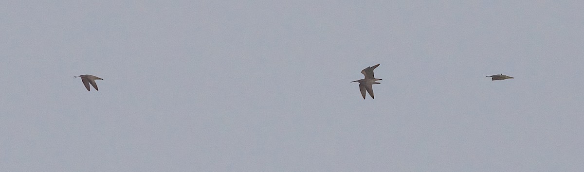 Whimbrel (Hudsonian) - ML639640852