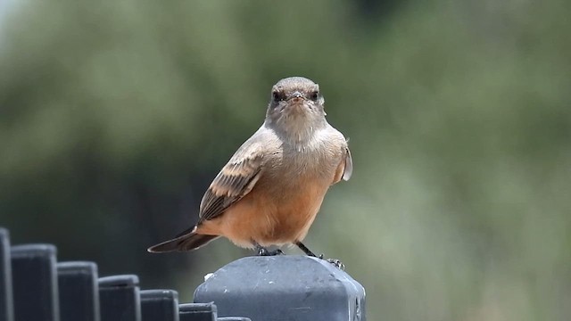 Say's Phoebe - ML639640926