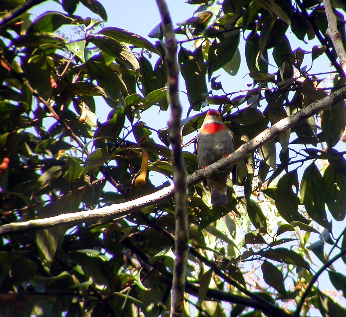 Red-banded Fruiteater - ML639640956