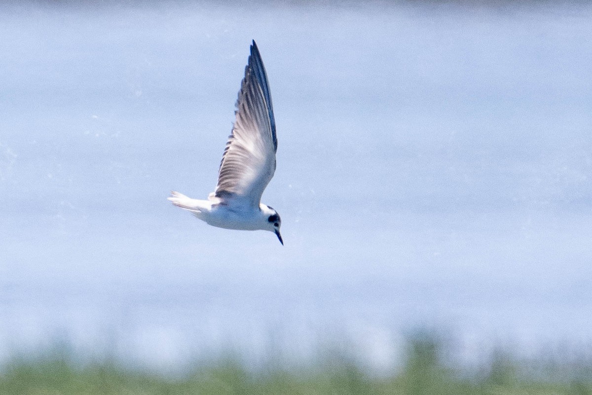 White-winged Tern - ML639641047