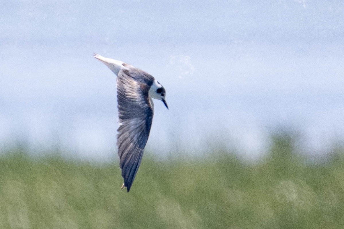 White-winged Tern - ML639641048