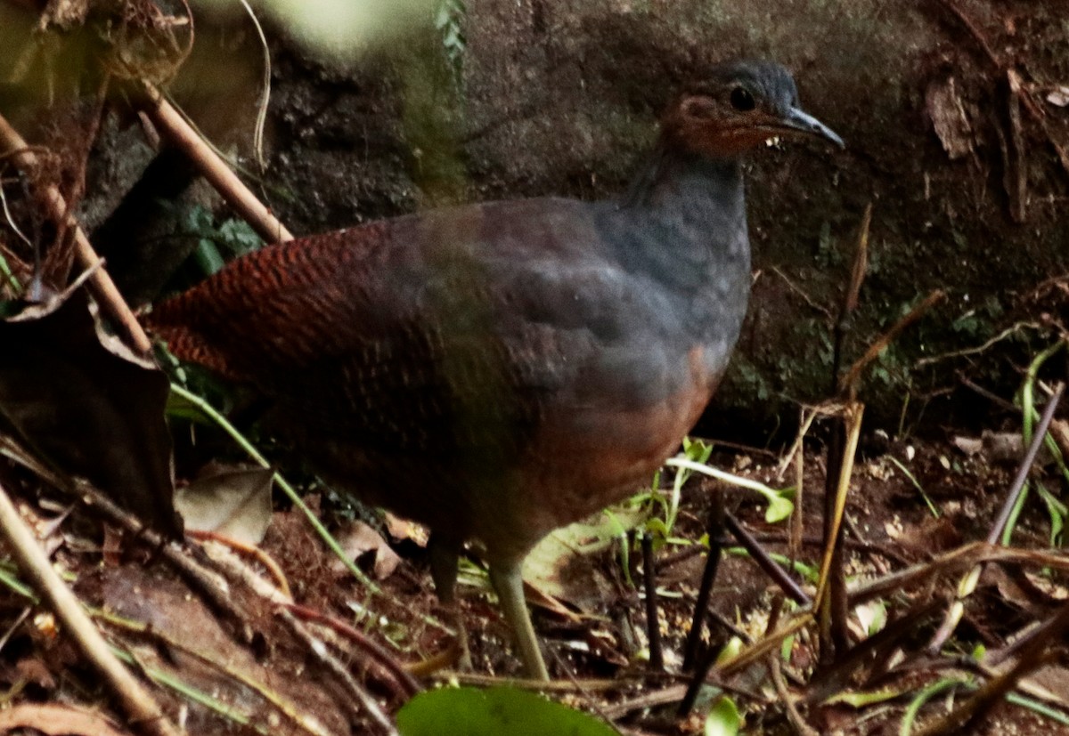 gulbeintinamu - ML639641073
